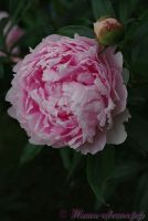 Пион травянистый 'Триумф дю норд' / Paeonia 'Triomphe du Nord'