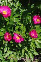 Пион травянистый 'Нефритовая дева' / Paeonia 'Nefretivaj deva'