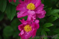 Пион травянистый 'Нефритовая дева' / Paeonia 'Nefretivaj deva'