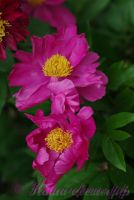 Пион травянистый 'Нефритовая дева' / Paeonia 'Nefretivaj deva'