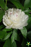 Пион травянистый 'Фестива Максима' / Paeonia 'Festiva Maxima'