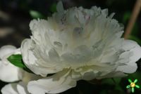 Пион травянистый 'Фестива Максима' / Paeonia 'Festiva Maxima'