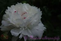 Пион травянистый 'Фестива Максима' / Paeonia 'Festiva Maxima'