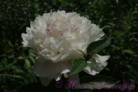 Пион травянистый 'Фестива Максима' / Paeonia 'Festiva Maxima'