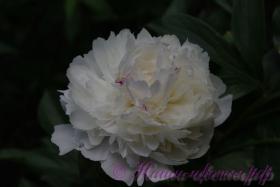 Пион травянистый 'Фестива Максима' / Paeonia 'Festiva Maxima'