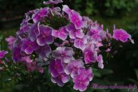 Флокс 'Василек' / Phlox 'Vasilek'