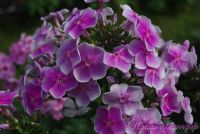 Флокс 'Василек' / Phlox 'Vasilek'