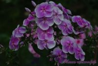 Флокс 'Василек' / Phlox 'Vasilek'