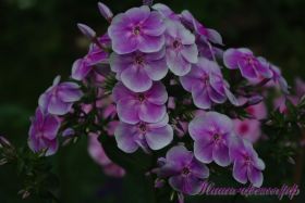 Флокс 'Василек' / Phlox 'Vasilek'