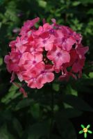 Флокс 'Ирина' / Phlox 'Irina'