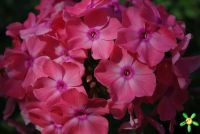 Флокс 'Ирина' / Phlox 'Irina'