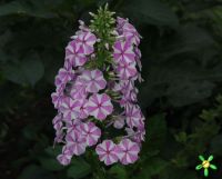 Флокс 'Наташа' / Phlox 'Natascha' (тожд.'Соната')