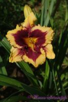 Лилейник 'Ее Оф Америка' / Hemerocallis 'Eye Of America'