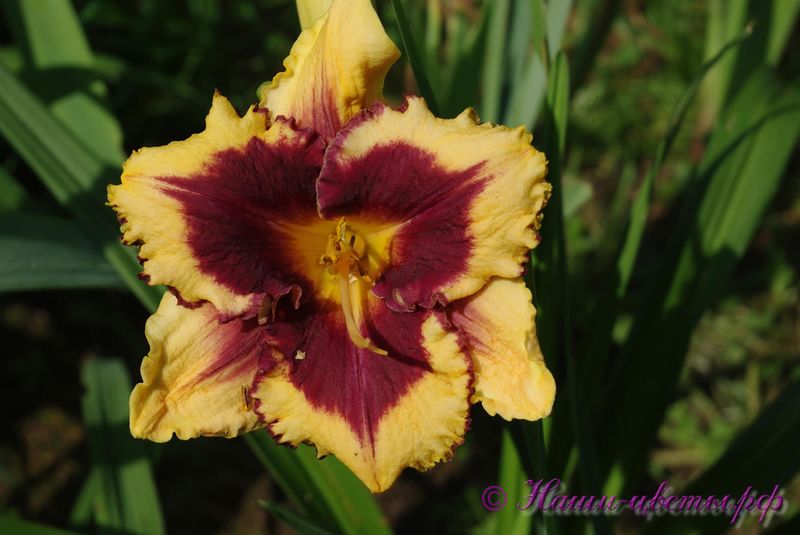 Лилейник 'Ее Он Америка' / Hemerocallis 'Eye On America'