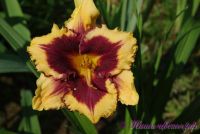 Лилейник 'Ее Оф Америка' / Hemerocallis 'Eye Of America'