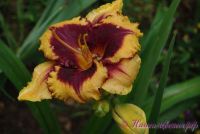 Лилейник 'Ее Оф Америка' / Hemerocallis 'Eye Of America'