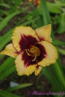 Лилейник 'Ее Оф Америка' / Hemerocallis 'Eye Of America'