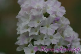 Флокс 'Кул Вотер' / Phlox 'Cool Water'