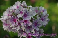 Флокс 'Аппассионата' / Phlox 'Appassionata'