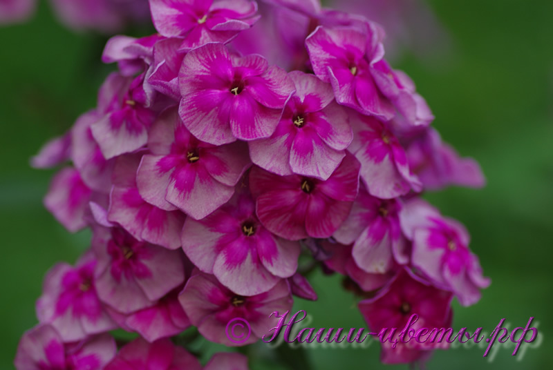 Флокс 'Венец' / Phlox 'Venec'