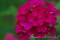 Флокс 'Маргарита' / Phlox 'Margarita'