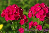 Флокс 'Мария Шаронова' / Phlox 'Maria Charonova'