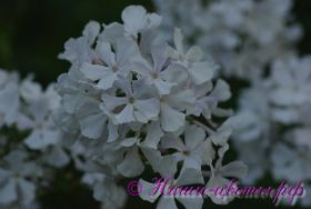 Флокс 'Небеса' / Phlox 'Nebesa'