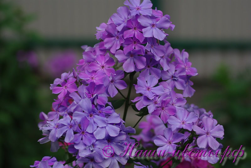 Флокс 'Незабудка' / Phlox 'Nezabudka'