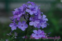 Флокс 'Незабудка' / Phlox 'Nezabudka'