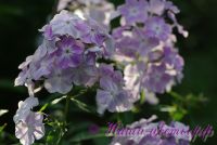 Флокс 'Незнакомец' / Phlox 'Neznakomec'