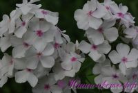 Флокс 'Принцесса Диана' / Phlox 'Princess Diana'