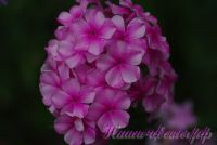 Флокс 'Розовый Районнант' / Phlox 'Rozoviy Rayonnant'