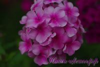 Флокс 'Розовый Районнант' / Phlox 'Rozoviy Rayonnant'