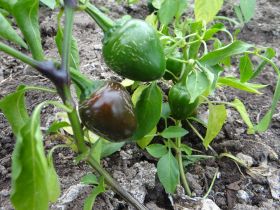Перец сладкий Свит Черри