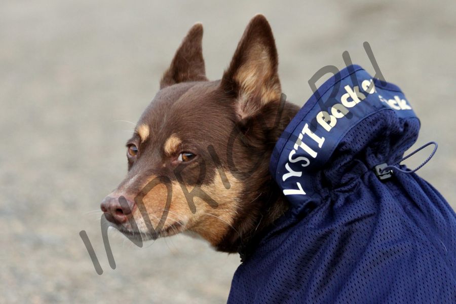 Сетчатая попона для собак Back on Track Mesh синяя