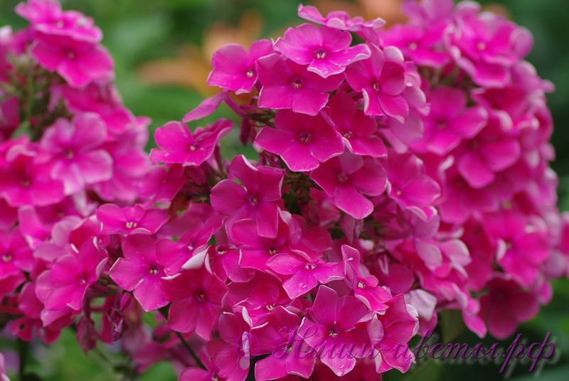 Флокс 'Зарница' / Phlox 'Zarnitca'