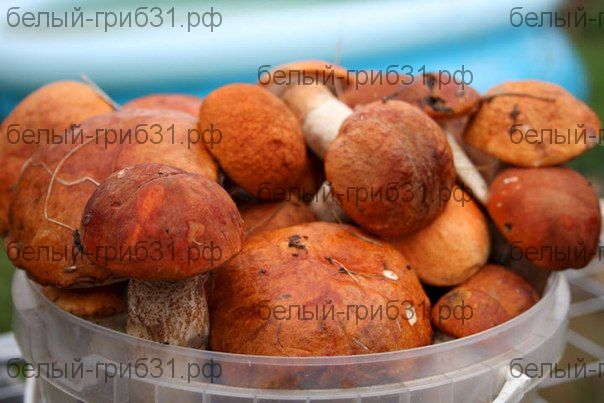 Гриб подосиновик замороженный. Целый