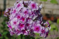 Сеянец флокса 'Семицветик' / Phlox Seedling 'Semizvetik'