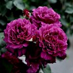 Вагулетт (Vaguelette)