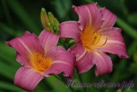 Лилейник 'Беверли Хиллз' / Hemerocallis 'Beverly Hills'