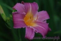 Лилейник 'Беверли Хиллз' / Hemerocallis 'Beverly Hills'