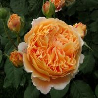 Краун Принсесс Мэргэрит (Crown Princess Margaretha)