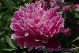 Пион травянистый 'Гудс дрим' / Paeonia 'Goods Dream'