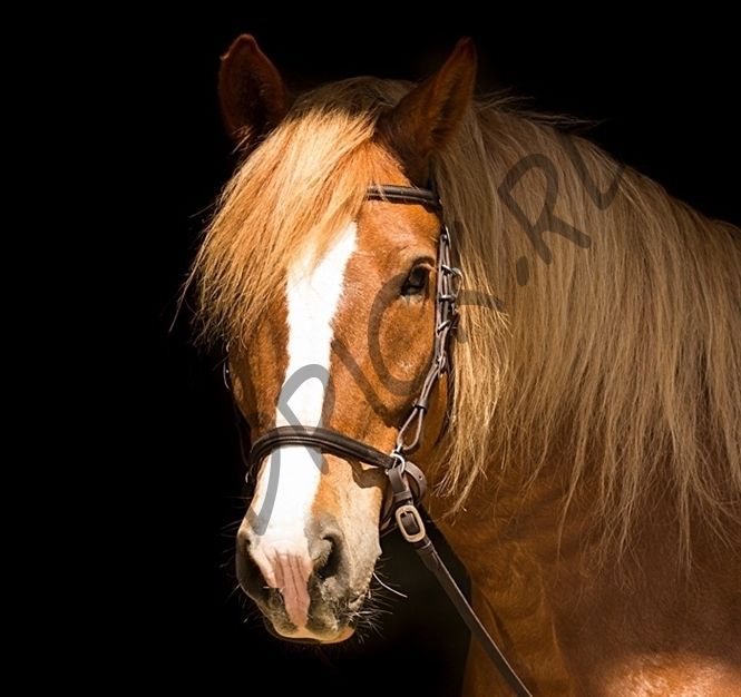 Пробежная уздечка Barefoot Contour Trail 3 в 1