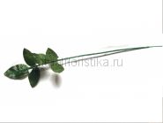 Ножка розы одиночная c двумя листьями