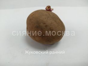 Семенной картофель РС-1 Жуковский ранний, 2 кг