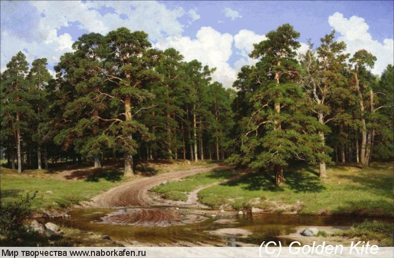 1536. Pine Forest