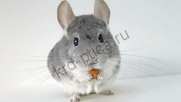 Шиншилла фиолет (Chinchilla lanigera)