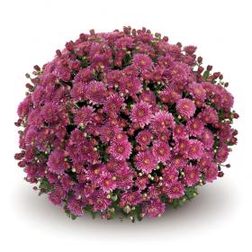 Amiko Violet хризантема шаровидная