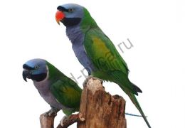 Китайский кольчатый попугай (Psittacula derbiana)
